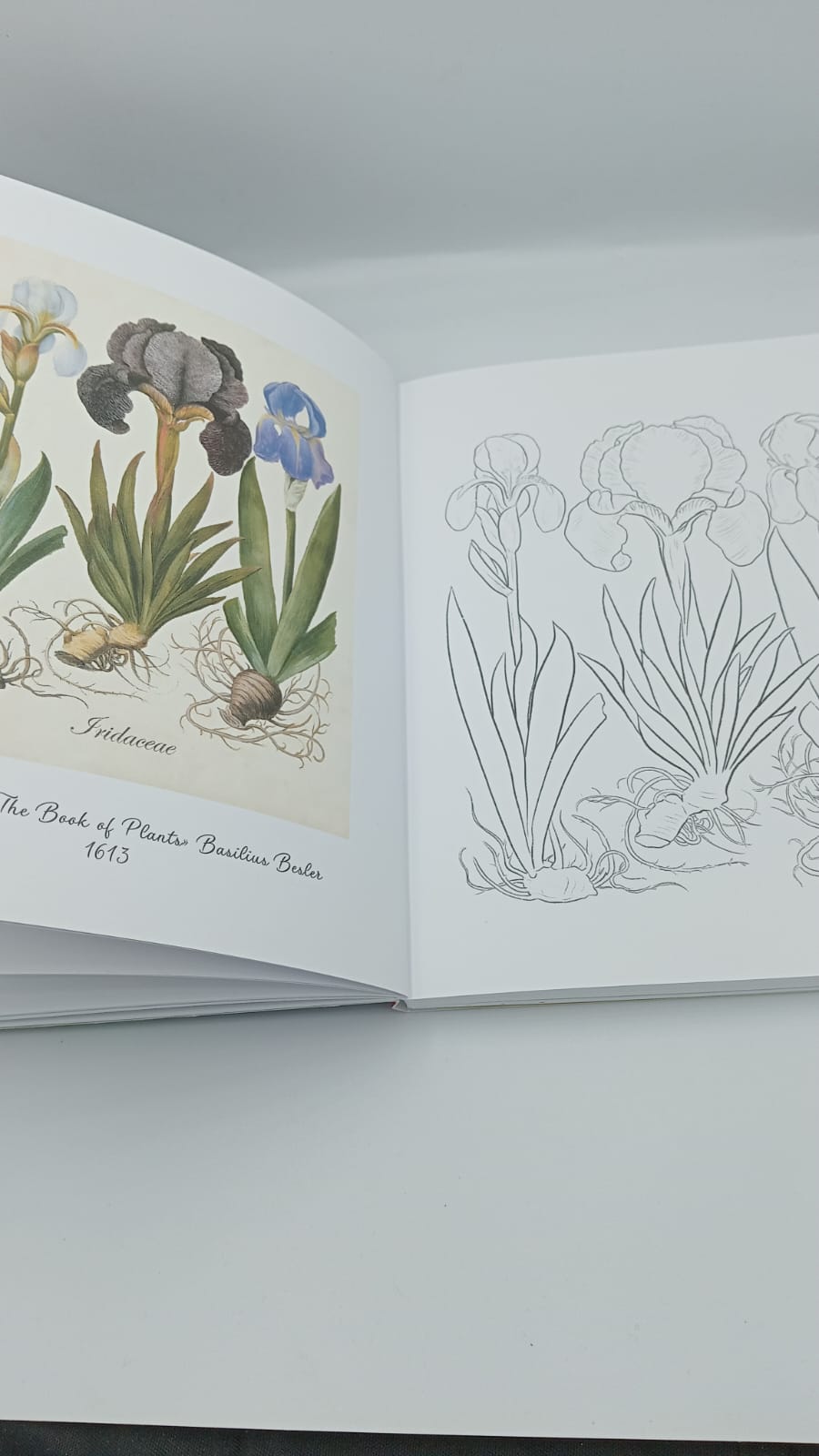 Livre - coloriages avec des fleurs - AZUVIA