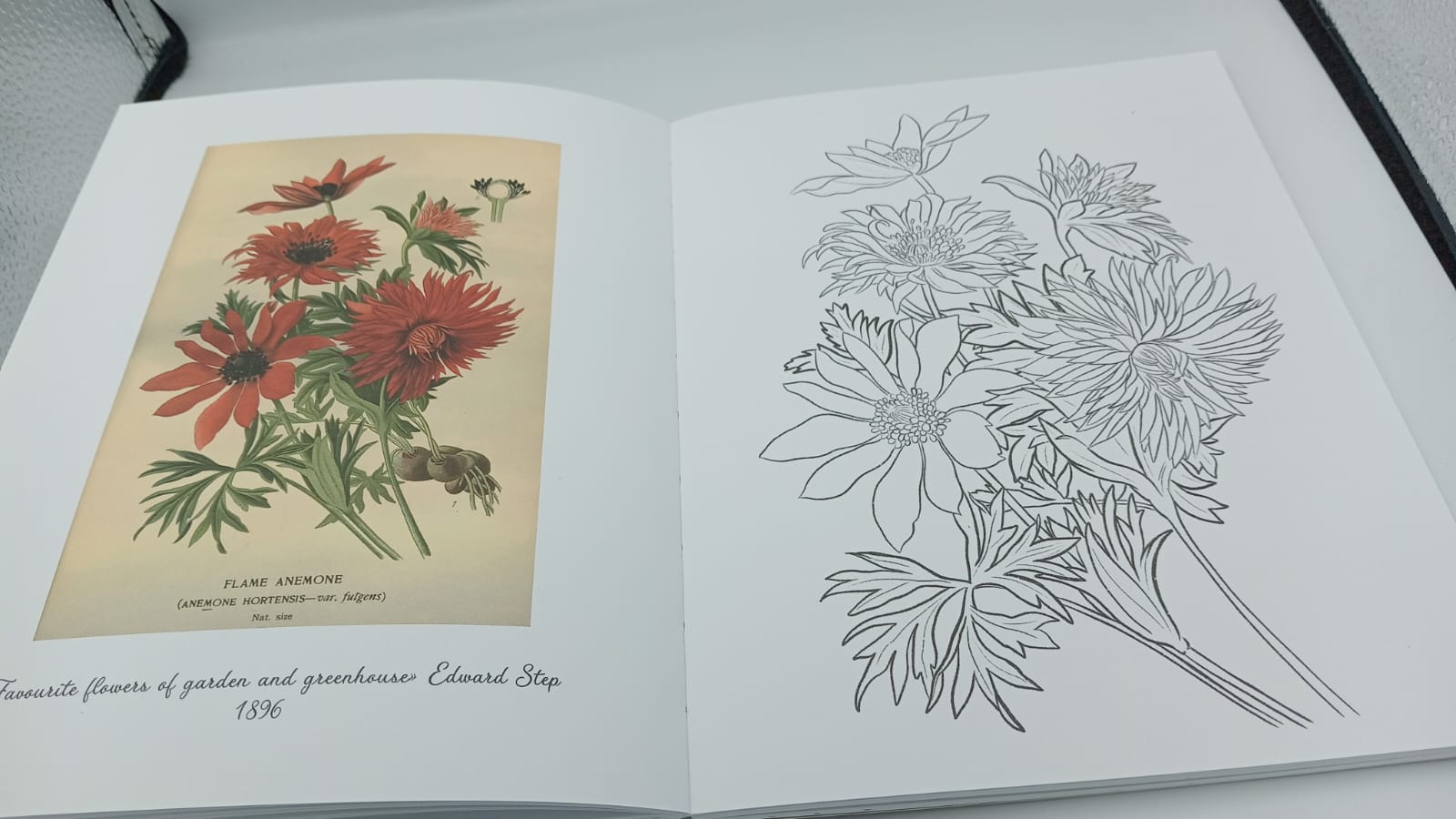 Livre - coloriages avec des fleurs - AZUVIA
